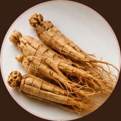 Panax Ginseng Extract